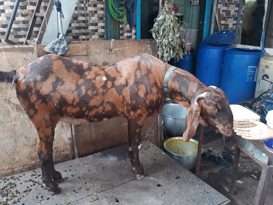 Conte de Noël dans le plus grand slum d'Inde (Inde)